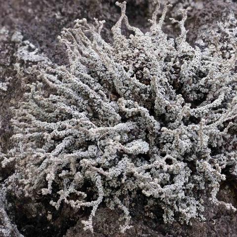 Soccerex sports army green art.no tj4042/4041/4043/4046