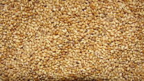 [A18157] Masago cad 1kg
