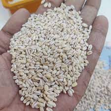 [A18172] Qamadi xashiran 1kg