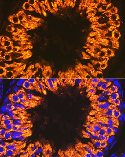 [A19648] Lpar Shoes Women Lp23 Size 36-42